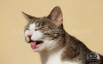 Запах изо рта у кошки: почему у кота воняет из пасти и что делать