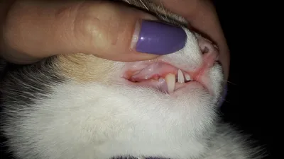 Гингивит у кошек: симптомы и лечение - ветклиника \"в Добрые Руки\"