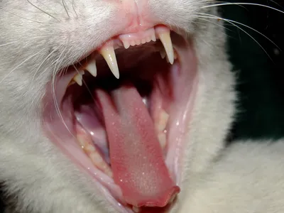 Гингивит у кошек - симптомы, диагностика, лечение - Сеть Ветеринарных  Центров «МЕДВЕТ»