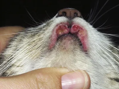 Гингивит при вирусном иммунодефиците кошек (ВИК, FIV). | Ветеринарная  помощь на дому. | ВКонтакте