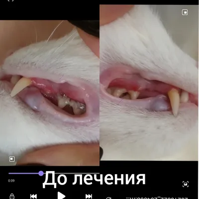 Хронический гингивостоматит кошек: проверенные терапевтические подходы и  новые варианты лечения | ВКонтакте