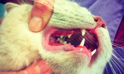 Кошачий гингивостоматит. Новое в лечении