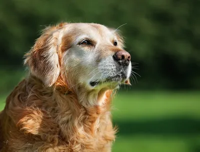 Ультразвуковое удаление камня у собак - V.O.G DOG
