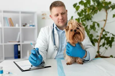 Эпулис | Ветеринарная клиника доктора Шубина