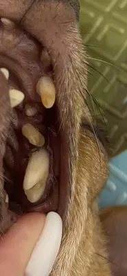 собаки имеют проблемы с полости рта известняка гингивит кариес. плохой зуб  Стоковое Изображение - изображение насчитывающей потеряно, пушисто:  226840921