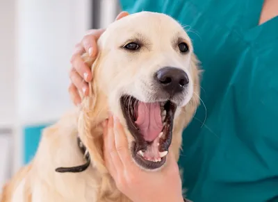 Зубной камень у кошек и собак: симптомы и лечение, профилактика, чистка,  фото | Ветклиника Bonita