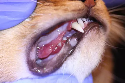 Ученые предлагают использовать экстракт выдержанного чеснока для лечения  десен у собак | Ветеринария и жизнь