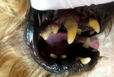 Ультразвуковая чистка зубов у животных