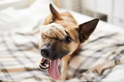 Исследование: у собак мелких пород чаще возникают проблемы с зубами |  Ветеринария и жизнь