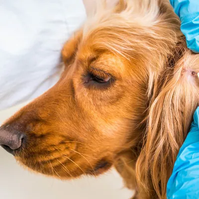 Стоматит у собак - лечение, фото, причины и обзор эффективных перпаратов