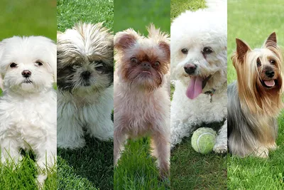 Гипоаллергенные собаки для астматиков | Породы, подходящие для аллергиков