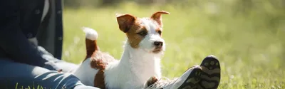 Гипоаллергенные собаки для астматиков с фото фотографии