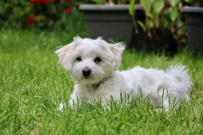 Четыре собаки, которые станут лучшими друзьями аллергиков и астматиков |  Pets2.me | Дзен