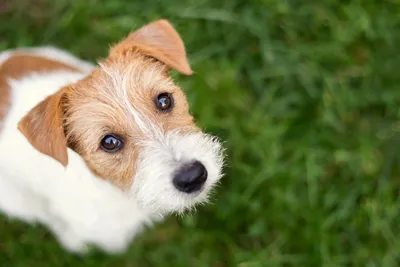 Гипоаллергенные собаки: 10 пород для чувствительных людей