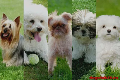 Гипоаллергенные породы собак. Мифы и реальность | In Dogs we Trust | Дзен