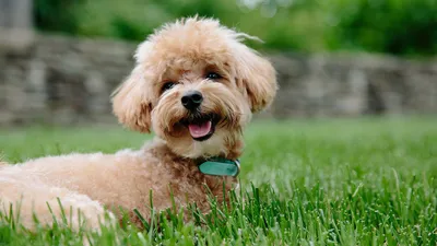 Лучшие гипоаллергенные породы собак: названия, фото, описание, отзывы  кинологов