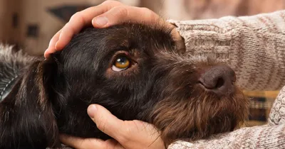 Собаки для аллергиков - гипоаллергенные породы, фото | РБК Украина