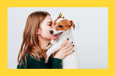 ТОП 10: Маленькие гипоаллергенные собаки для квартиры | Zoosite.com.ua |  Дзен