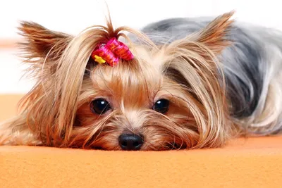 Гипоаллергенные собаки: 10 пород для чувствительных людей