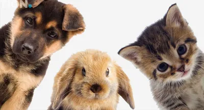 Гипоаллергенные породы собак - Топ-30 собак для аллергиков и астматиков |  PetGuru