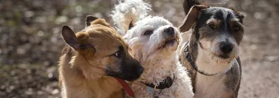 Гипоаллергенные» собаки или собаки для аллергиков - База знаний - статьи  для кинолога - Геоинфромационный Кинологический Портал DOGBI