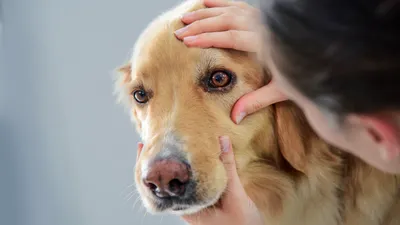 Гипотиреоз у собак: симптомы, лечение, диагностика