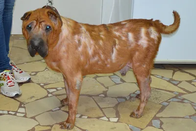 Гипотиреоз собак | Ветеринарная клиника доктора Шубина