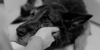 Биохимический анализ крови у собак по низким ценам в Москве круглосуточно -  сдать кровь на биохимию в Кузьминках