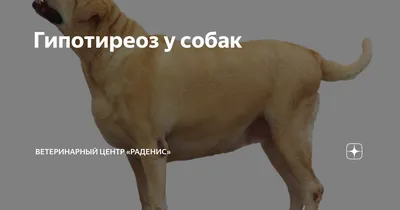 Гипотиреоз у собак фото фотографии