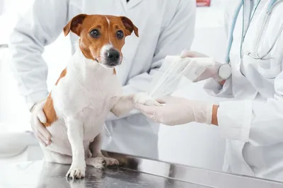 лимфома под вопросом 9л собака - 20 февраля 2022 - Форум Зоовет