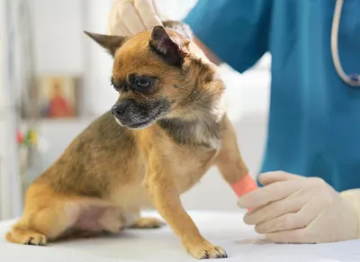 Новообразования век у собак и кошек - ветеринарная офтальмология Реком