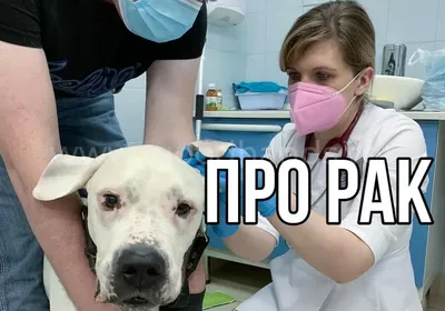 Ветеринарный центр СПб | круглосуточно on Instagram: \"Гистиоцитома у щенков  - это именно та опухоль, которая часто пугает владельцев своим внезапным  появлением. Хотя на самом деле, не редко регрессирует самостоятельно, без  лечения☝️