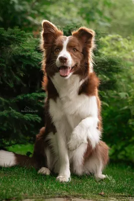 Гладкошерстная рыжая собака порода - 66 фото