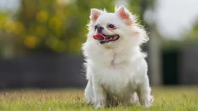Самые умные породы собак: рейтинг топ-10 по версии КП