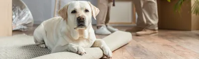 7 Добрейших маленьких пород собак, которые идеально подойдут для квартиры -  YouTube