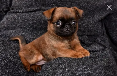 Бельгийский гриффон: все о собаке, фото, описание породы, характер, цена