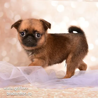 15 пород самых маленьких собак | 9ox.ru | Дзен