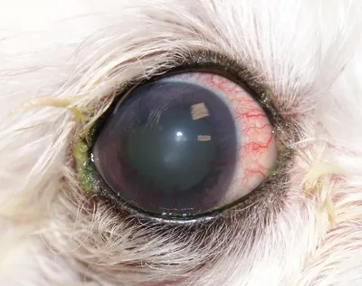 Глаукома у собак фото фотографии