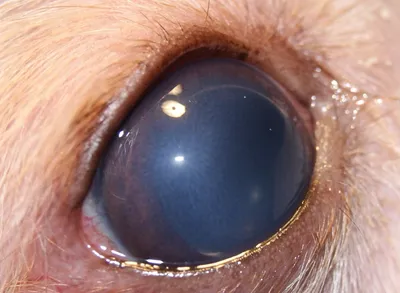 Варианты лечения глаукомы собак | Блог о непрерывном ветеринарном обучении  VETgirl
