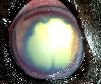 Глаукома у собаки. С кем бывало? | Пикабу
