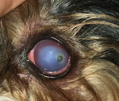 Признаки и лечение глаукомы у собак, группы риска