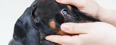 Глаукома у собак. Протезирование глаз у собак. Клинический случай. - YouTube