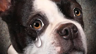 Почему текут глаза у собаки: причины, лечение и что делать, если слезятся  глаза у щенка