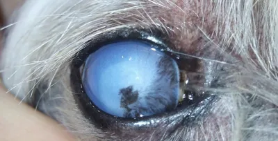 Глаукома у собак - Симптомы, лечение | Клиника Zoo-Vision Спб