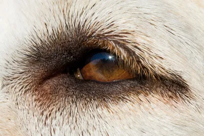 Глаукома у собак | Лапа помощи | Дзен