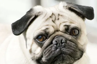 Слепая собака не имеет никаких глаза от глаукомы Стоковое Фото -  изображение насчитывающей разведенными, скрещивание: 192886318