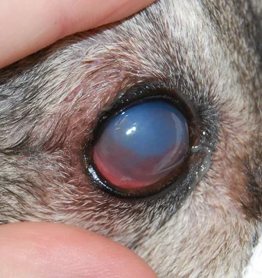 Вторичная постувеальная глаукома как результат хронического воспаления  сосудистой оболочки глаза у собак