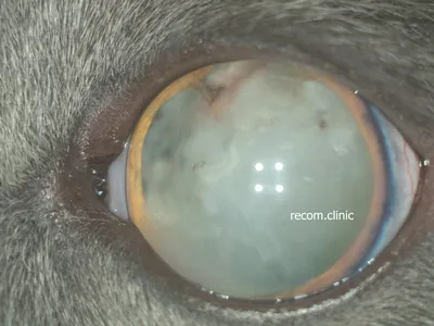 Хирургия катаракты - восстанавливает зрение собак | CatDog | Дзен