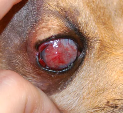 Хирургические варианты глаукомы у собак »вики полезно Блог о непрерывном  ветеринарном обучении VETgirl