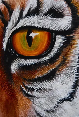 Глаз тигра - 70 фото